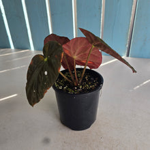 Load image into Gallery viewer, #D94 Begonia Burkillii Dark Form