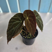 Load image into Gallery viewer, #R17 Begonia Burkillii Dark Form