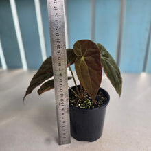 Load image into Gallery viewer, #R17 Begonia Burkillii Dark Form