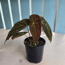 Load image into Gallery viewer, #R17 Begonia Burkillii Dark Form