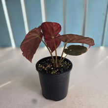 Load image into Gallery viewer, #R17 Begonia Burkillii Dark Form