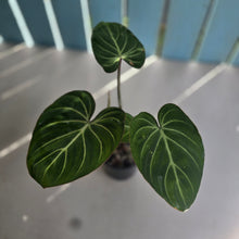 Load image into Gallery viewer, #R27 Philodendron Gloriosum