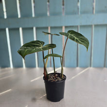 Load image into Gallery viewer, #R27 Philodendron Gloriosum