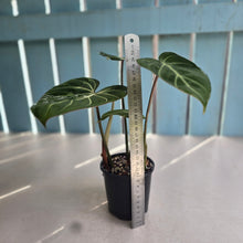 Load image into Gallery viewer, #R27 Philodendron Gloriosum