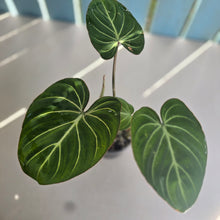 Load image into Gallery viewer, #R27 Philodendron Gloriosum