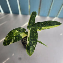 Load image into Gallery viewer, #RB16 Philodendron Jose Buono