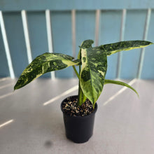 Load image into Gallery viewer, #RB16 Philodendron Jose Buono