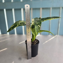 Load image into Gallery viewer, #RB16 Philodendron Jose Buono