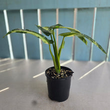 Load image into Gallery viewer, #RB16 Philodendron Jose Buono