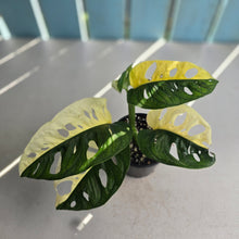Load image into Gallery viewer, #RB7 Variegated Monstera Adansonii - Half/Half Variegation