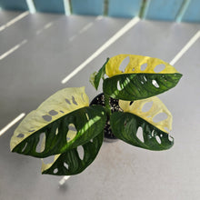 Load image into Gallery viewer, #RB7 Variegated Monstera Adansonii - Half/Half Variegation
