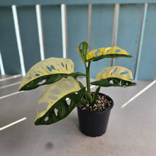 Load image into Gallery viewer, #RB7 Variegated Monstera Adansonii - Half/Half Variegation