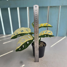 Load image into Gallery viewer, #RB7 Variegated Monstera Adansonii - Half/Half Variegation