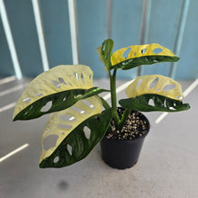 Load image into Gallery viewer, #RB7 Variegated Monstera Adansonii - Half/Half Variegation