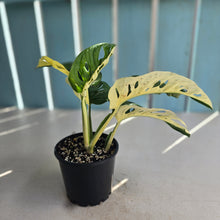 Load image into Gallery viewer, #RB7 Variegated Monstera Adansonii - Half/Half Variegation