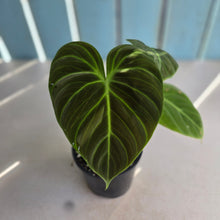 Load image into Gallery viewer, #RD41 Philodendron El Choco