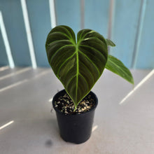 Load image into Gallery viewer, #RD41 Philodendron El Choco