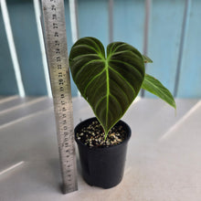 Load image into Gallery viewer, #RD41 Philodendron El Choco