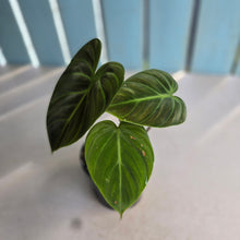 Load image into Gallery viewer, #RD41 Philodendron El Choco