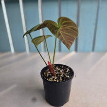 Load image into Gallery viewer, #RD41 Philodendron El Choco