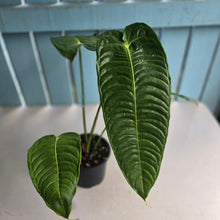 Load image into Gallery viewer, #R32 Anthurium Veitchii