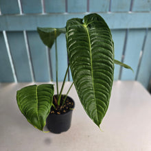 Load image into Gallery viewer, #R32 Anthurium Veitchii