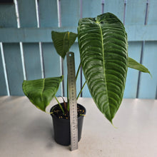 Load image into Gallery viewer, #R32 Anthurium Veitchii