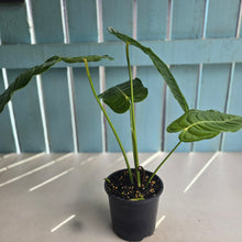 Load image into Gallery viewer, #R32 Anthurium Veitchii