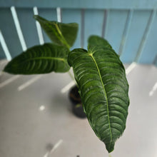 Load image into Gallery viewer, #R32 Anthurium Veitchii