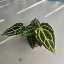 Load image into Gallery viewer, #D6 Multi-planted Anthurium Crystallinum x