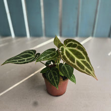 Load image into Gallery viewer, #D6 Multi-planted Anthurium Crystallinum x