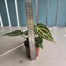Load image into Gallery viewer, #D6 Multi-planted Anthurium Crystallinum x