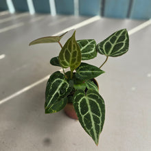 Load image into Gallery viewer, #D6 Multi-planted Anthurium Crystallinum x
