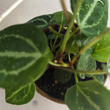 Load image into Gallery viewer, #D6 Multi-planted Anthurium Crystallinum x