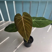 Load image into Gallery viewer, #R113 Philodendron Glorious