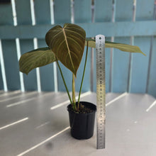 Load image into Gallery viewer, #R113 Philodendron Glorious