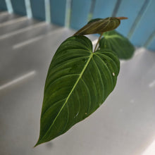 Load image into Gallery viewer, #R113 Philodendron Glorious