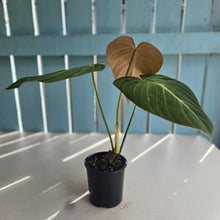 Load image into Gallery viewer, #R113 Philodendron Glorious