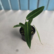 Load image into Gallery viewer, #R16 Anthurium Warocqueanum