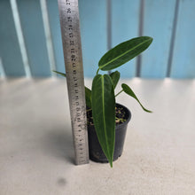 Load image into Gallery viewer, #R16 Anthurium Warocqueanum
