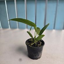 Load image into Gallery viewer, #R16 Anthurium Warocqueanum