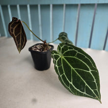 Load image into Gallery viewer, #G23 Anthurium Crystallinum x Forgetii