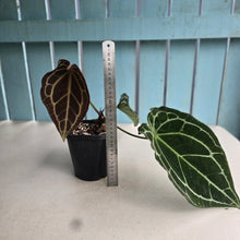Load image into Gallery viewer, #G23 Anthurium Crystallinum x Forgetii