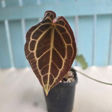 Load image into Gallery viewer, #G23 Anthurium Crystallinum x Forgetii
