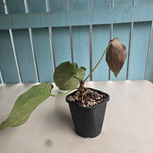 Load image into Gallery viewer, #G23 Anthurium Crystallinum x Forgetii