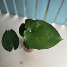 Load image into Gallery viewer, #G30 Amydrium Humile
