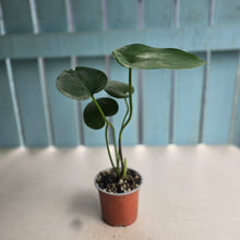 Load image into Gallery viewer, #G30 Amydrium Humile