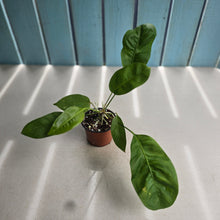Load image into Gallery viewer, #H74 Anthurium Gracile Seedling