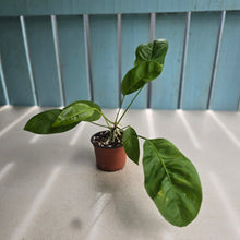 Load image into Gallery viewer, #H74 Anthurium Gracile Seedling