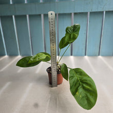 Load image into Gallery viewer, #H74 Anthurium Gracile Seedling